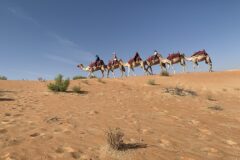 متحف زايد الوطني في أبوظبي يعلن أول معارضه المؤقتة عن تاريخ الإبل الممتد 7 آلاف عام